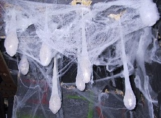 The Spider Eggs