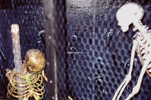 The Skeleton Room