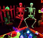 Skeleton Garden