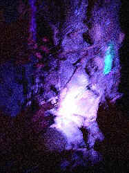 Skeleton Tree