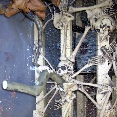 Bone Detail Photo 1