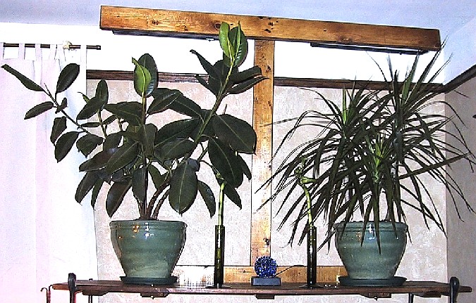 Final shelf with plants and plant light