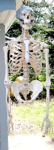 Skeleton torso with eyes mounted