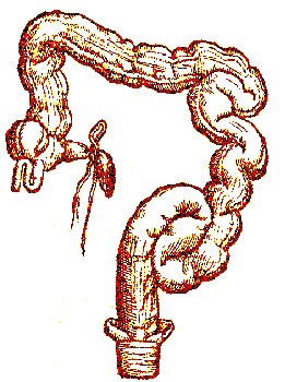 Large Intestine, Vesalius