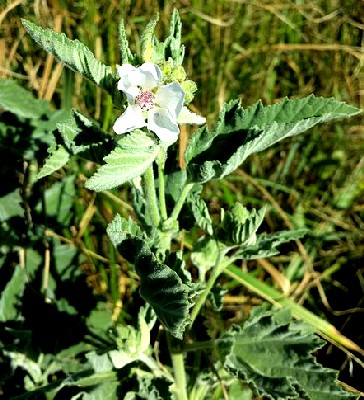 Althae Officinalis (Marshmallow Plant)