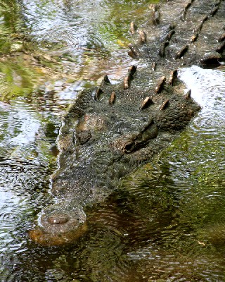 American Crocodile