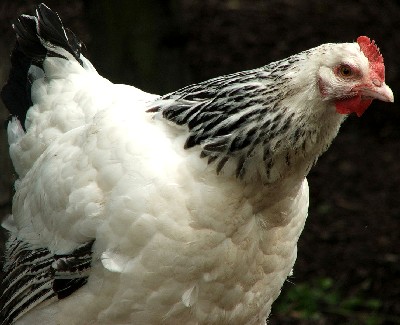 Columbian Colored Hen