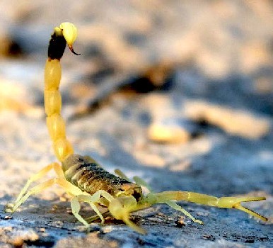 Deathstalker scorpion