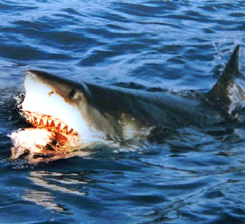 Great White Shark going for Bait