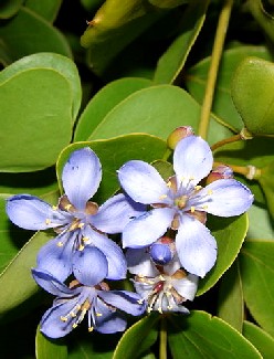 Guaiacum Flower