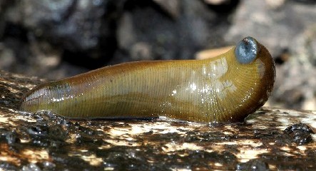 Horse Leech