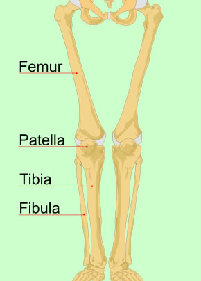 Human Leg Bones