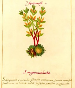 Sanguinaria herba, Martin de la Cruz