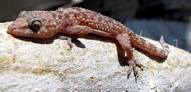 Mediterranean House Gecko