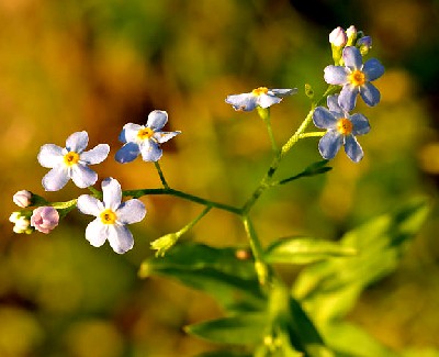 Myosotis Scopiodes