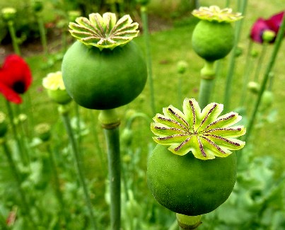 Opium Seed Pods