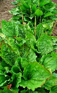 Plantago major