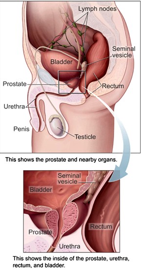 Prostate & Nearby Organs