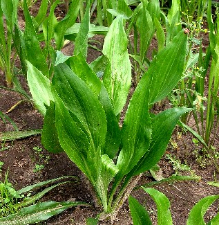 Scorzonera hispanica