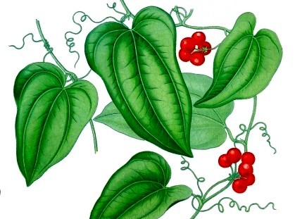 Sarsaparilla - Smilax aristolochiifolia