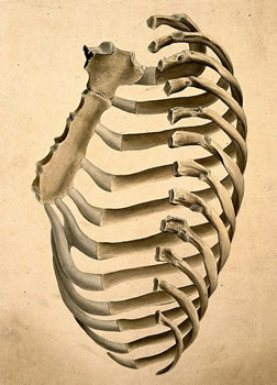 Sternum and Right Side of the Rib Cage