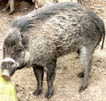 Visayan Warty Pig