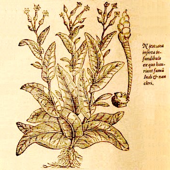 indian tobacco powder Tobacco in India – Mr Snuff