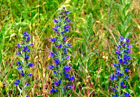 Viper's Bugloss