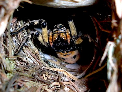 Wolf Spider, Ready to Attack