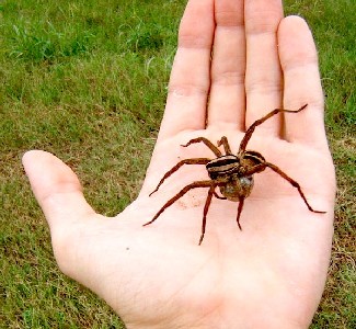 Wolf Spider