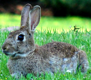 A hare