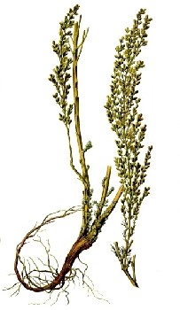 Artemisia Cina