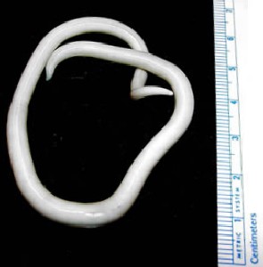 Giant Roundworm