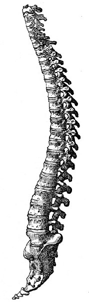 Spine, Vesalius