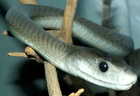 Black Mamba Snake