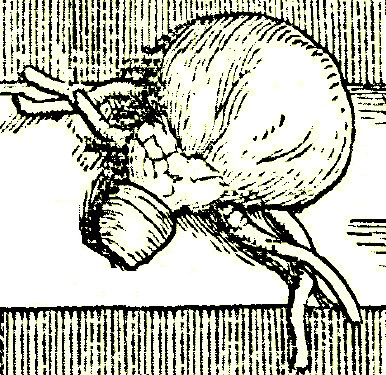 Bladder, Vesalius