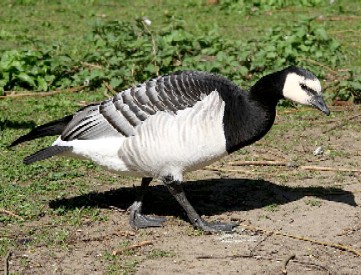 A Barnacle Goose
