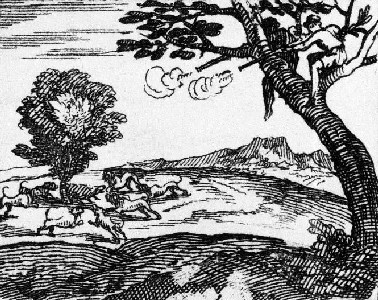 Buccaneers hunting from the trees