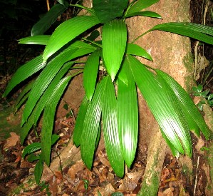 Cachibou Plant