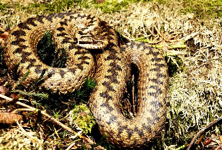 European Adder