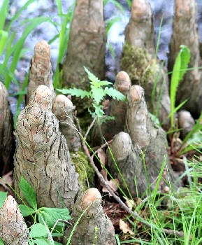 Cypress Roots