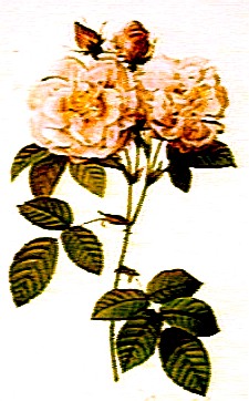 Damask Roses