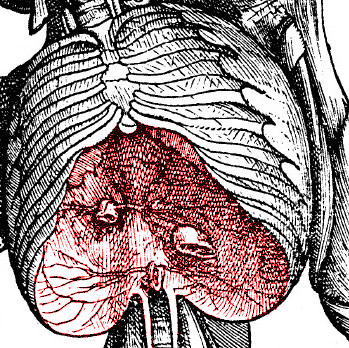 Diphragm in Chest, Vesaius
