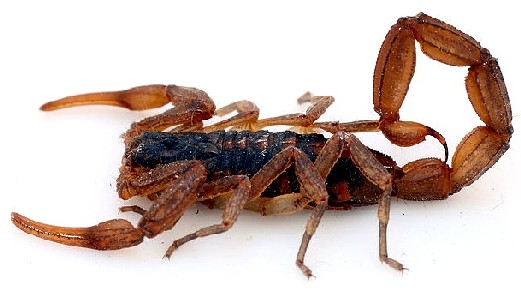 Durango Bark Scorpion