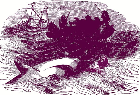 Escape from a Shark
