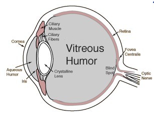 Parts of the Eye