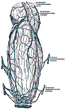 Hemorrhoidal Veins and Arteries