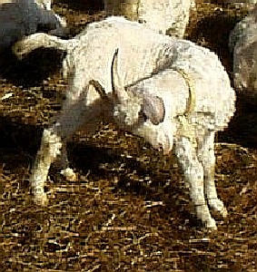 Goat looking at Ground