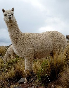 An Alpaca