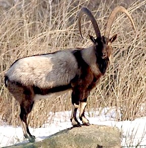 Bezoar Ibex